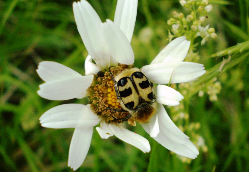 Trichius sp. (rosaceus o sexualis)